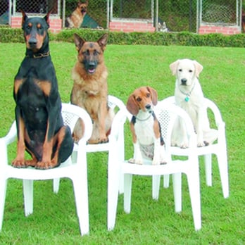 Naughty Dog Training and Boarding - Dog Walkers Near Me - Hurricane, Utah Naughty Dog Training and Boarding - Dog Walkers Near Me - Hurricane, Utah