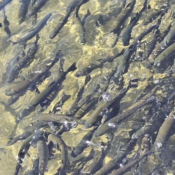 Fillmore Fish Hatchery - Trout - Wildlife Control Near Me - Fillmore, California Fillmore Fish Hatchery - Trout - Wildlife Control Near Me - Fillmore, California