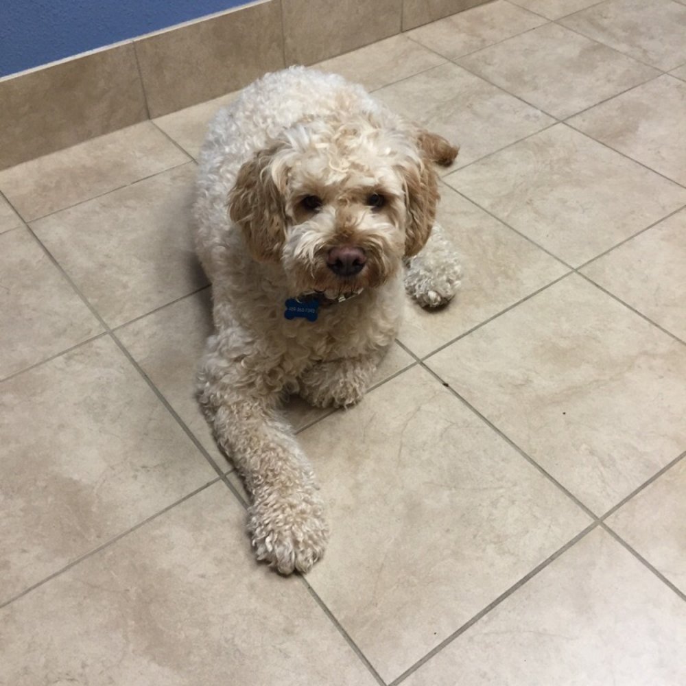 Stacy Road Pet Hospital - Louie isn't happy with his tests and shots, but he got a treat from the vet, so he's allll good! - Veterinarians Near Me - Fairview, Texas Stacy Road Pet Hospital - Louie isn't happy with his tests and shots, but he got a treat from the vet, so he's allll good! - Veterinarians Near Me - Fairview, Texas