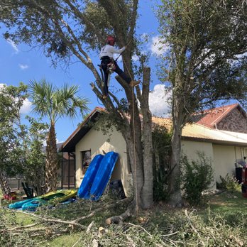 That Tree Guy - Oak tree removal - Tree Services Near Me That Tree Guy - Oak tree removal - Tree Services Near Me