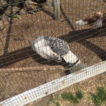 Muscoot Farm - Turkey!!!!! - Farmers Market Near Me - Katonah, New York