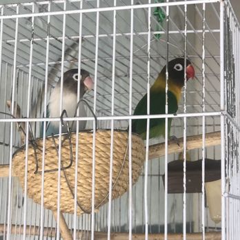 Birds - Lovebirds - Active Life Near Me - Planta de Lucena, PB