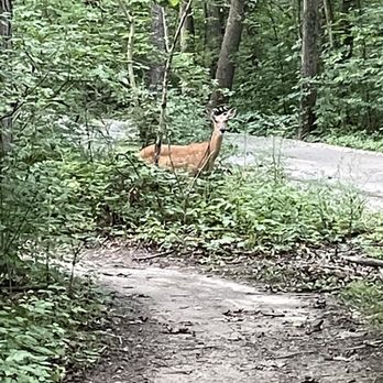 Hudson Mills Metropark - Saw a couple deer - Parks Near Me - Dexter, Michigan
