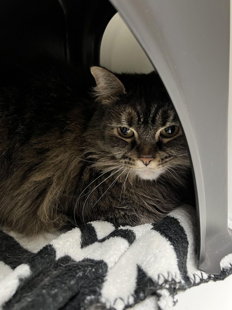 LUCKY MUTZ PET RESORT Updated October 2024 3945 East National Rd