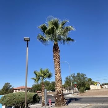 Joshua's Tree Service - After - Tree Services Near Me Joshua's Tree Service - After - Tree Services Near Me