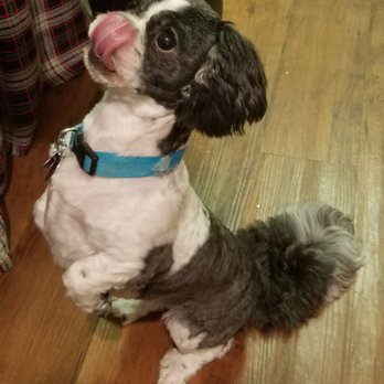 Petco - What a great job on her feet as mouth !! Just what I asked for - Pet Stores Near Me - Spring, Texas