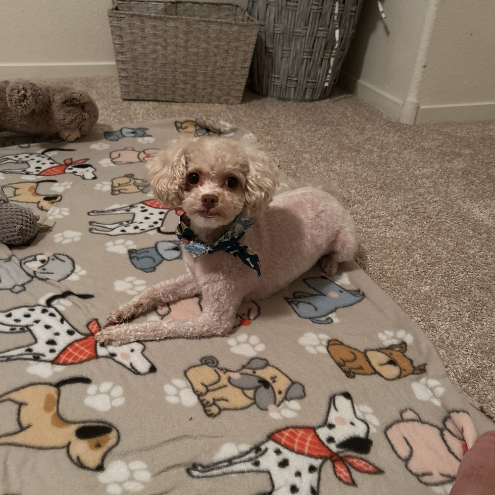 Royalty Pet Spa - Pet Groomers Near Me - Las Vegas, Nevada Royalty Pet Spa - Pet Groomers Near Me - Las Vegas, Nevada