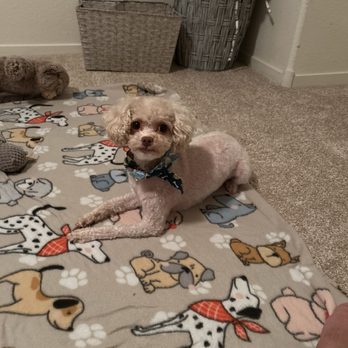 Royalty Pet Spa - Pet Groomers Near Me - Las Vegas, Nevada Royalty Pet Spa - Pet Groomers Near Me - Las Vegas, Nevada