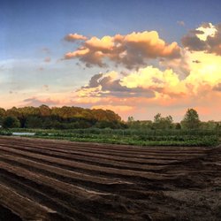 Bountiful Harvest Farms - Beds prepped for planting.