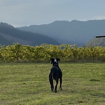 Henry Estate Winery - Farm dog - Wineries Near Me - Umpqua, Oregon Henry Estate Winery - Farm dog - Wineries Near Me - Umpqua, Oregon