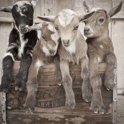 Wish We Had Acres - first and only quadruplets born to Wish We Had Acres our second year of raising goats. L to R: