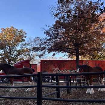 Budweiser Brewery Experience - Clydesdales in front of trailer - Beer Tours Near Me - Saint Louis, Missouri