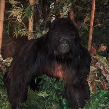 Rainforest Cafe - American Near Me - Sunrise, Florida Rainforest Cafe - American Near Me - Sunrise, Florida