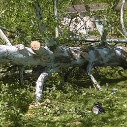 Dependable Tree Service - Dependable Tree Service