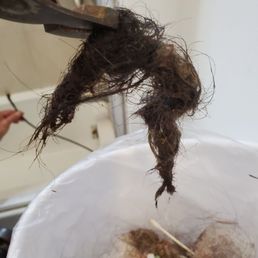 Bathub drain hair clog.