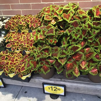 Kroger - Plants located at entrance - Grocery Near Me - Virginia Beach, Virginia
