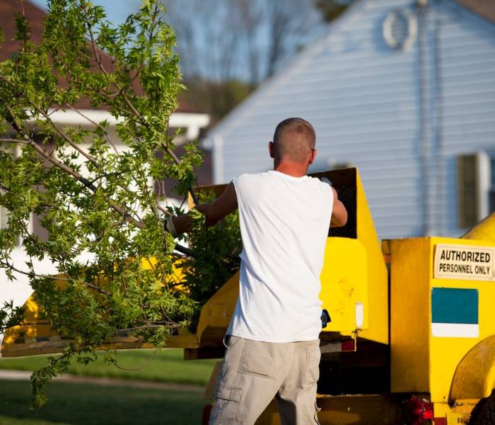 Anchorage Tree Service - tree service in Anchorage, AK