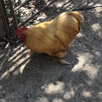 Austin Zoo - Beautiful hen! - Zoos Near Me - Austin, Texas