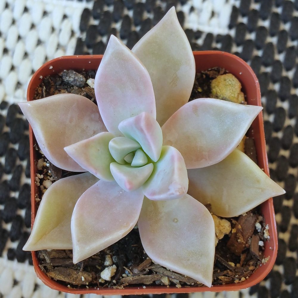 Rojas Succulents and Cacti - Nurseries & Gardening Near Me - Fallbrook, California