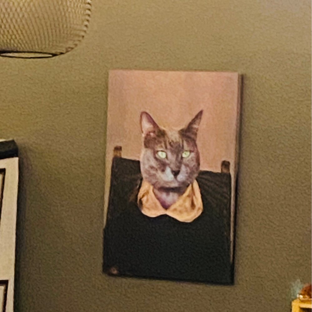 Strum Brewing Co. - a cat wearing a bow tie - Breweries Near Me - Ontario, California Strum Brewing Co. - a cat wearing a bow tie - Breweries Near Me - Ontario, California