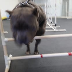 Alpha K9 Academy - Ruger had fun with our agility club.
