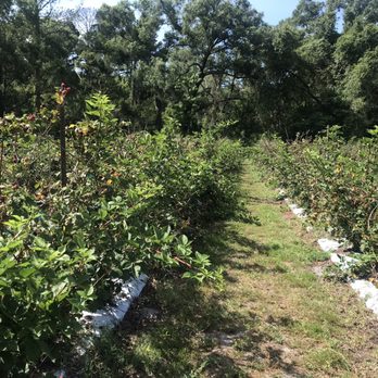 Upicktopia - Blackberries - Pick Your Own Farms Near Me - Masaryktown, Florida Upicktopia - Blackberries - Pick Your Own Farms Near Me - Masaryktown, Florida