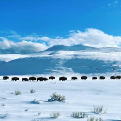 Walking Shadow Ecology Tours of Yellowstone in Gardiner gift card