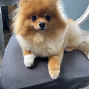 The Bark Chateau - My pom - Pet Training Near Me - Lakewood, Washington