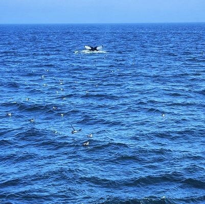 Hyannis Whale Watcher Cruises by null