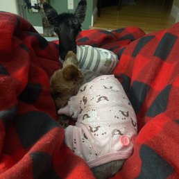 BamBam, Peanut and Marley (not in pic) had a spa day. Thank you so much  Petsmart. We will be back!