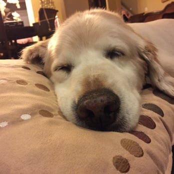 PetSmart - Nap time - Pet Training Near Me - Brentwood, Tennessee PetSmart - Nap time - Pet Training Near Me - Brentwood, Tennessee