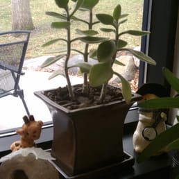 a recent purchase from Jung's - they potted it for me.  very good service :)