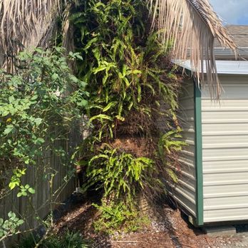 Abita Tree Service - Before - Tree Services Near Me - Metairie, Louisiana