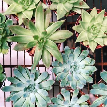 The Great Outdoors - Nurseries & Gardening Near Me - Austin, Texas