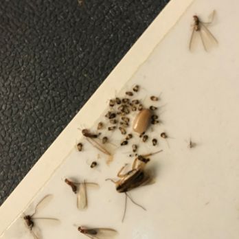 Potter Pest Prevention - Pest Control Near Me Potter Pest Prevention - Pest Control Near Me