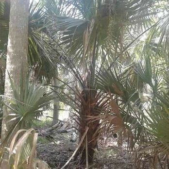 Bulow Creek State Park - Parks Near Me - Ormond Beach, Florida
