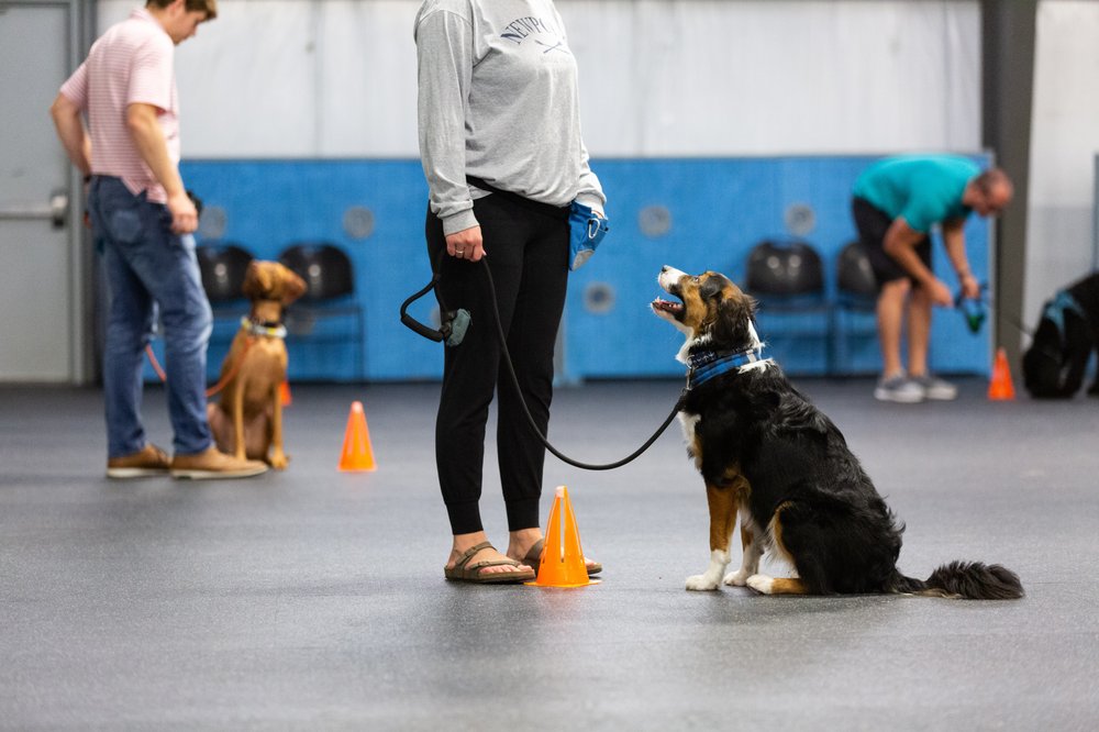 PAWS & PLAY DOG RESORT & TRAINING CENTER 17 Photos & 40 Reviews