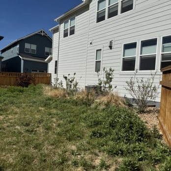 JCB Landscaping - Before services. Note the thistles and lawn thatching. - Lawn Services Near Me