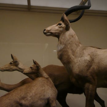Field Museum - Museums Near Me - Chicago, Illinois