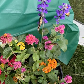 Blake's Orchard & Cider Mill - Lavender fest - Fruits & Veggies Near Me - Armada, Michigan