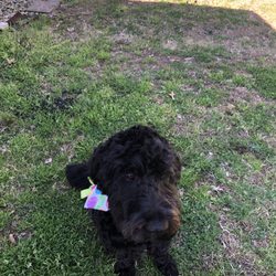 Steele Creek Grooming - After grooming