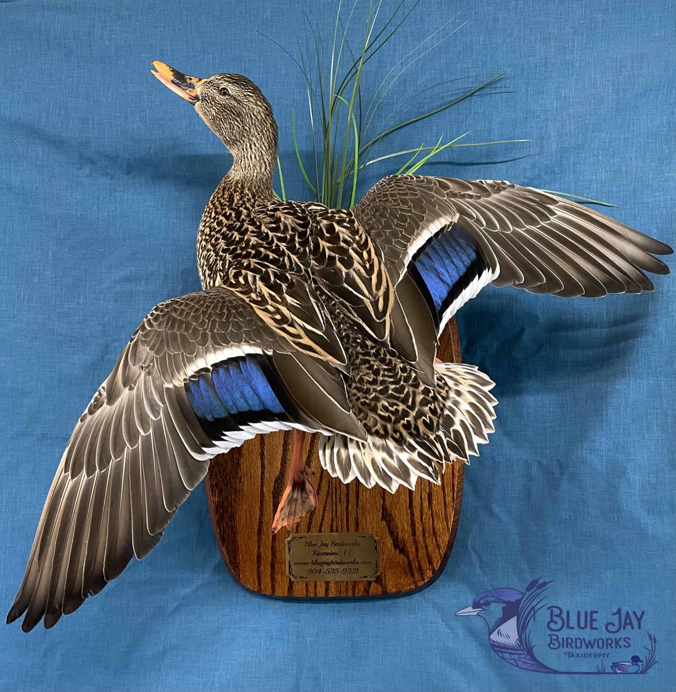 Blue Jay Birdworks Taxidermy - taxidermy in Valrico, FL