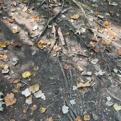 Stumpy Lake Natural Area - Lots of roots. Be careful.