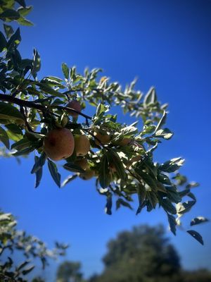 Calico Cidery by null