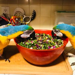 Sprouts Farmers Market - 2 of the 4 Cotter Flock members getting a preview of the weekly chop. This is Azul & Sunshine