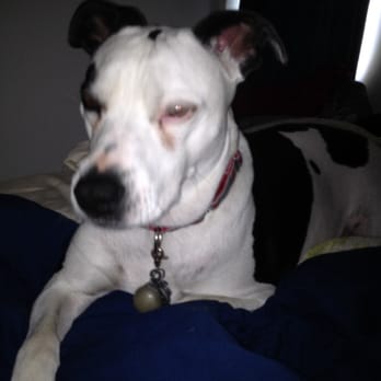 Homeward Bound Dog Rescue - Me disturbing Gracie's slumber as I write this review in bed - Animal Shelters Near Me - Schenectady, New York Homeward Bound Dog Rescue - Me disturbing Gracie's slumber as I write this review in bed - Animal Shelters Near Me - Schenectady, New York