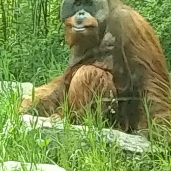Denver Zoo - Zoos Near Me - Denver, Colorado Denver Zoo - Zoos Near Me - Denver, Colorado