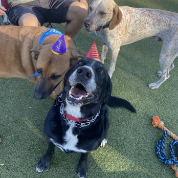 Wildcatters Dog Park - Dog pack friends - Dog Parks Near Me - Brea, California