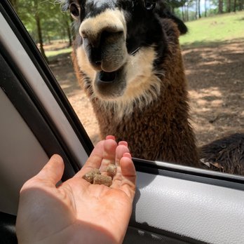 Cherokee Trace Drive Thru Safari - Parks Near Me - Jacksonville, Texas