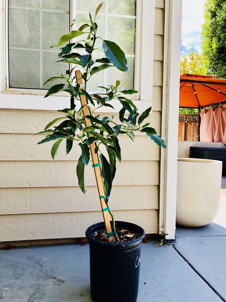 GOD’S LITTLE ACRE NURSERY - 54 Photos & 117 Reviews - Nurseries